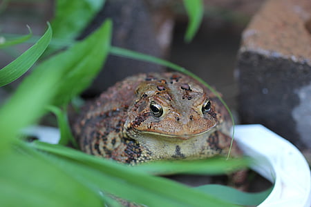toad, amphibian, hop toad, nature