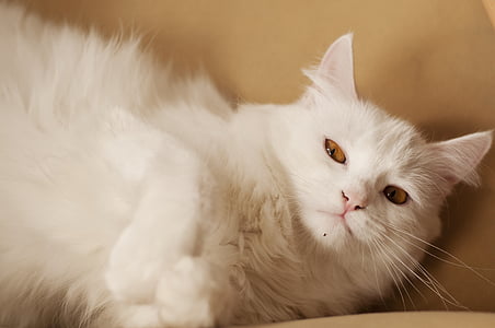 fofo, Branco, gato, animal de estimação, bonito, adorável, doméstica