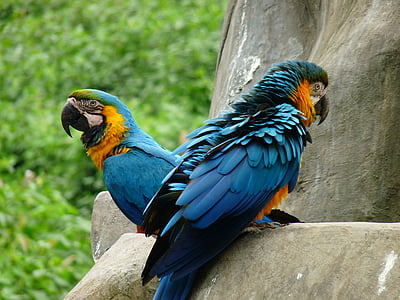 djur, fågel, papegoja, ett djur, djur teman, djur wildlife, Macaw