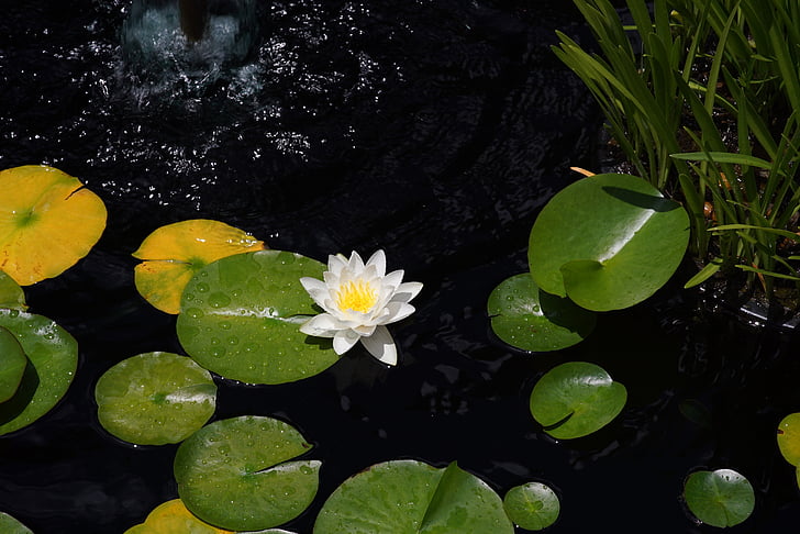 Lotus, Lily pad, Λίμνη, λευκό λουλούδι, υδρόβια, Νούφαρο, μαύρο νερό