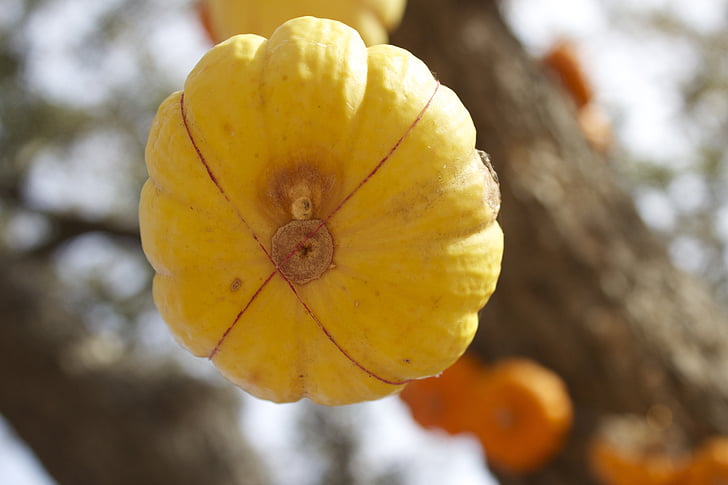 bí ngô, màu vàng, thực vật