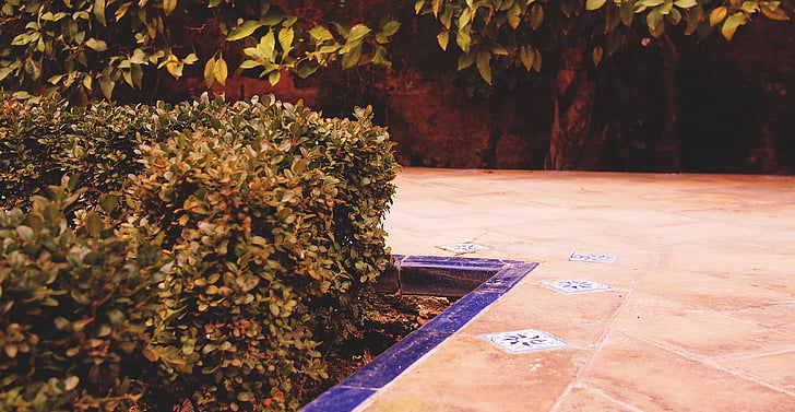 marrón, hoja, planta, cerca de, hormigón, piso, AlcÃ¡zar de Sevilla