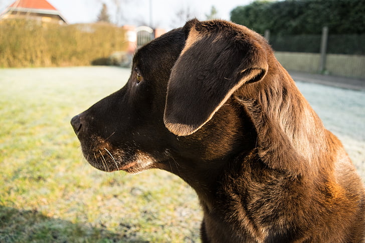 pas, Labrador, slike profila, ljubimac, životinja, priroda