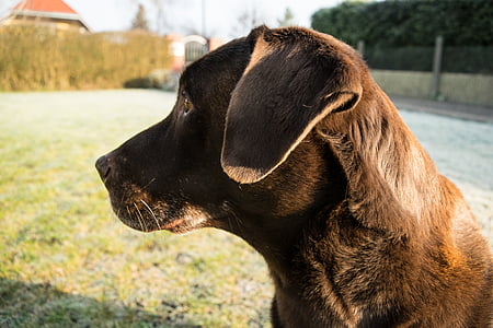 pes, Labrador, profilový obrázek, domácí zvíře, zvíře, Příroda