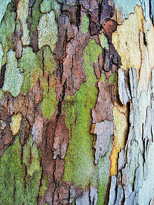 bark, patches, naturlige, økologisk, Birk, miljø, økologi