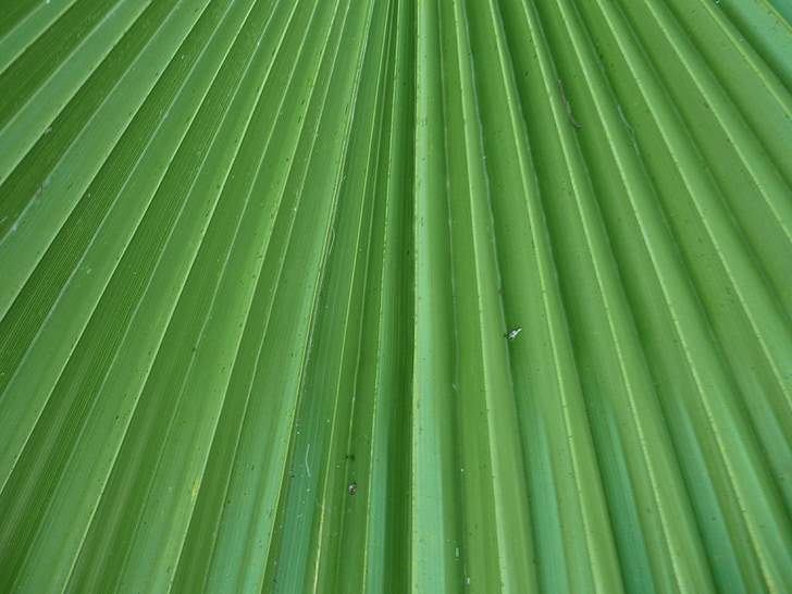 feuille, folioles, palmier, Palma, Washingtonia, radial, vert
