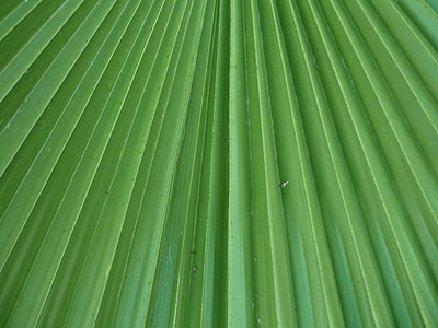 lapų, informaciniai lapeliai, palmė, Palma, Washingtonia, radialinis, žalia