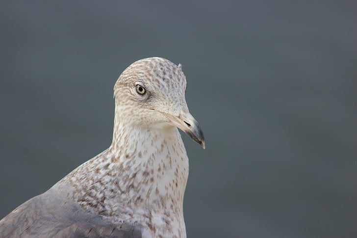 seagull, peak, eye, sea bird, ave, look, plumage