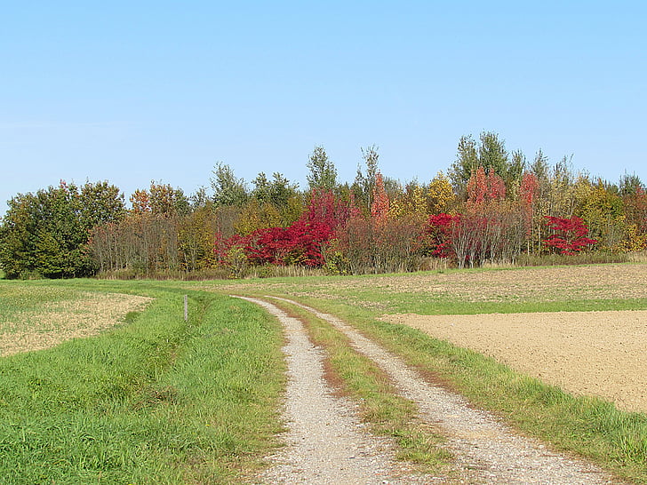 Lane, drzewa, krajobraz, jesień, pól