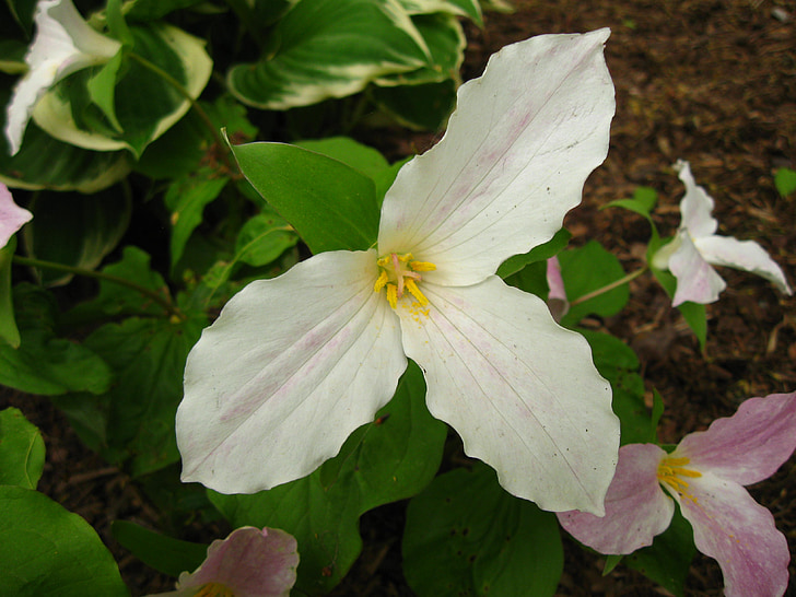 Trillium, flor, wakerobin, flor de Tri, birthroot, o, blanc