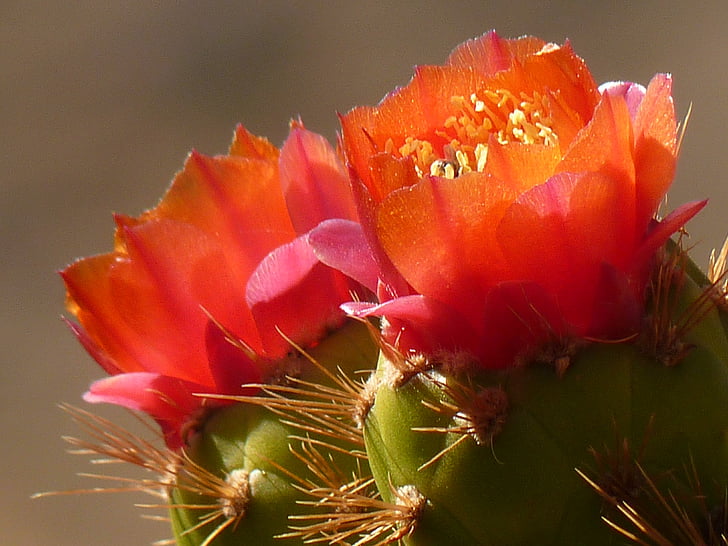 cactus, blossom, bloom, red, nature, plant, close-up