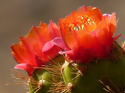 kaktus, cvijet, cvatu, Crveni, priroda, biljka, Krupni plan
