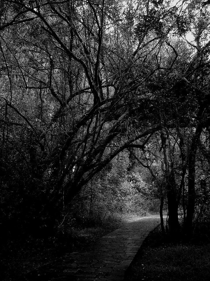 woods, trees, path, forest, nature, black And White, tree
