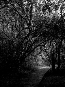 Woods, stromy, cesta, Les, Příroda, černá a bílá, strom