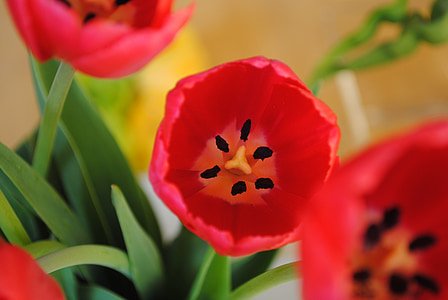 tulipanes, flor, flores, primavera, floración, rojo