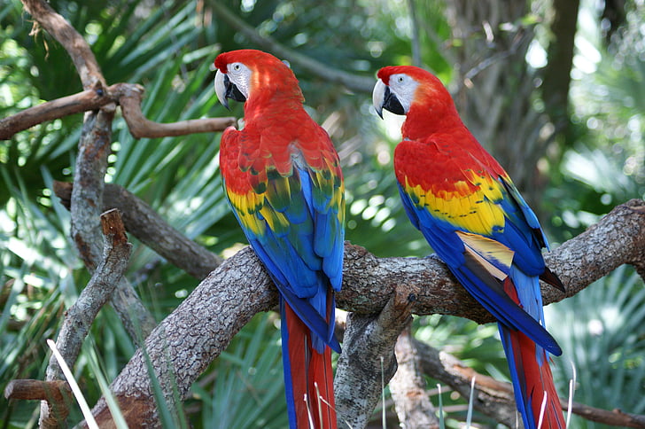 Ara, rød, papegøje, fugl, farverige, store, næb