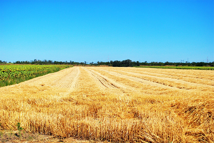 farm, fields, crops, rural, country, blue sky