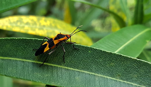 veľké milkweed bug, bug, hmyzu, čierna a oranžová, Leaf, zblízka, tvor