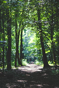 森林, 伍兹, 路径, 方式, 树, 树木, 自然