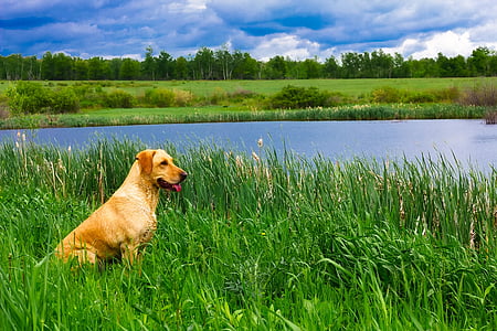 pas, lovac, ljubimac, životinja, krajolik, slikovit, jezero