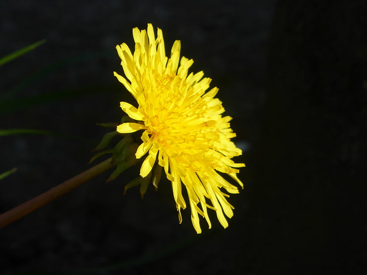 Pampeliška, žlutá, plevel, Příroda, závod, květ, detail