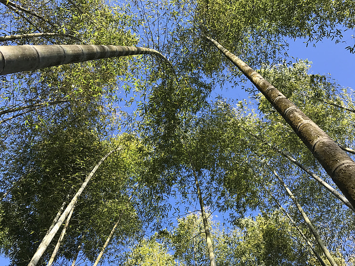 bambusa, zaļa, koks, daba, augu, vide, pieaugums