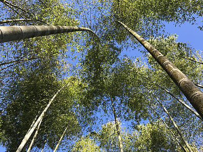 bambus, zelená, strom, Příroda, závod, prostředí, růst