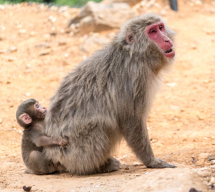 Arashiyama, Japonia, Monkey park, małpy, matka, dziecko, Kioto