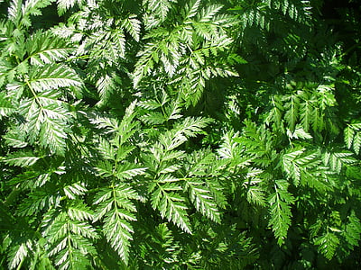 fern, green, leaves, nature, foliage, plant, natural