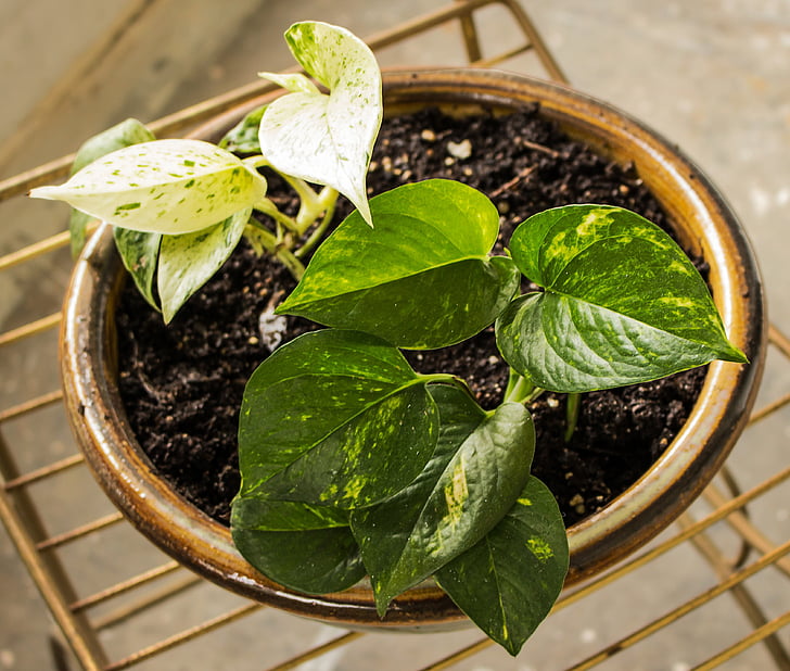 pothos, 장식용 타로, houseplant, epipremnum 나비, 화분