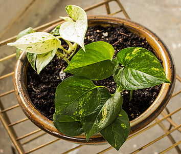 Pothos, taro ornemental, plante d’intérieur, Epipremnum aureum, pot de fleurs