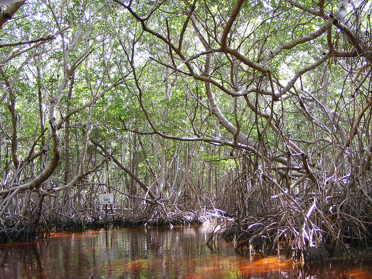 Mangrove, celestun, Yucatan Meksiko, Meksiko, puut, Luonto, puu