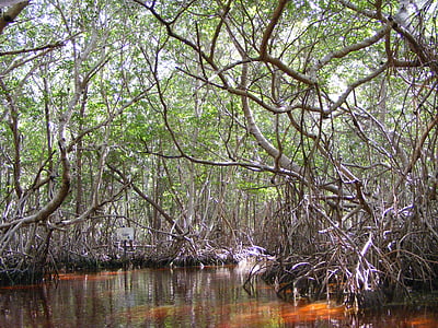 Mangrove, Celestun, Yucatán, Mexiko, Mexiko, stromy, Příroda, strom