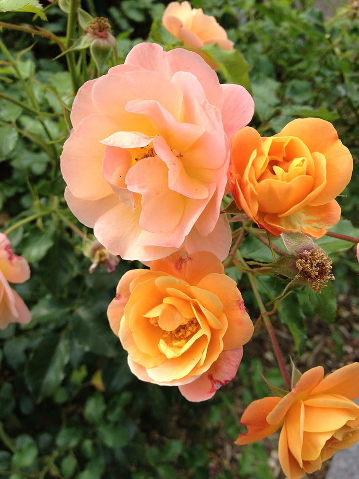 våren, Rosa, Orange, blomma