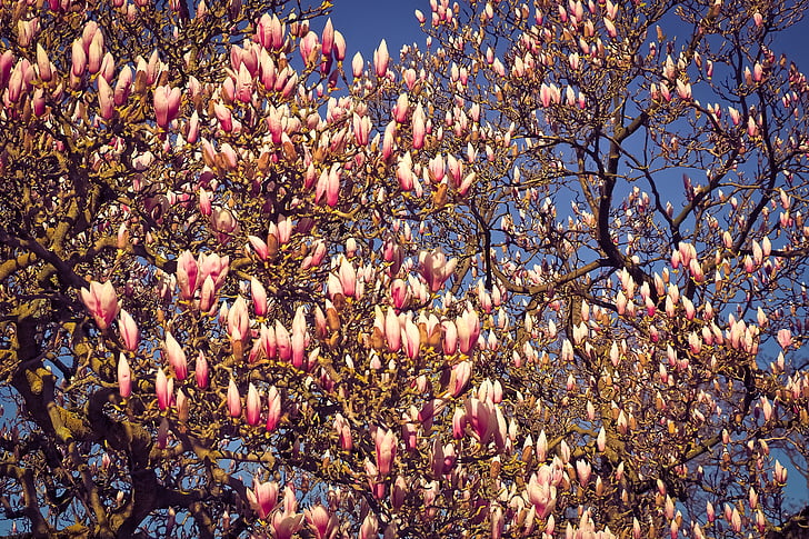 Magnolia, träd, blommor, Blossom, Bloom, våren, naturen