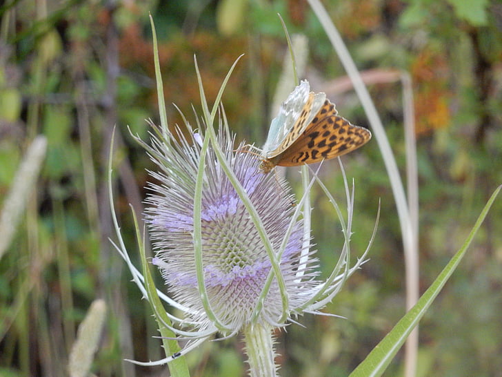thistle, butterfly, flower, nature, plant