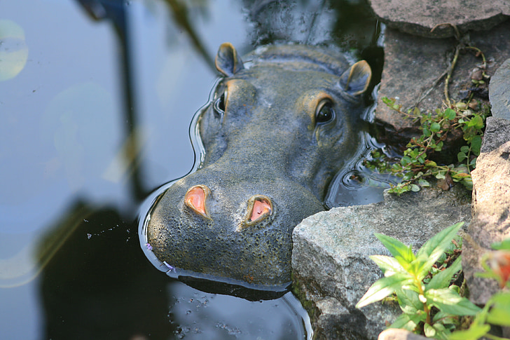 hippo, pond, hippopotamus, mammal, water, watering hole, africa