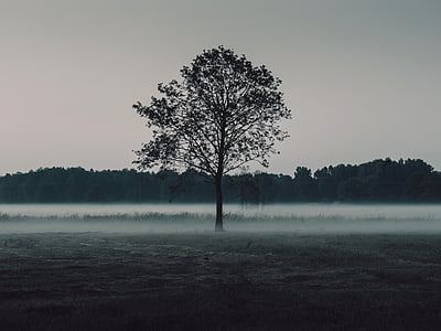 trees, field, mist, foggy, nature, forest, woods