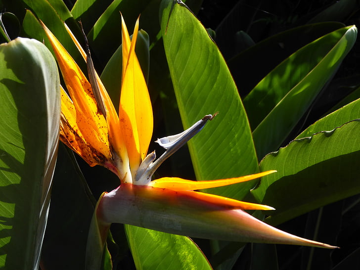 strelizie, Flora, Madeira, ljusa färger, strelicia, exotiska, paradisfågeln blomma