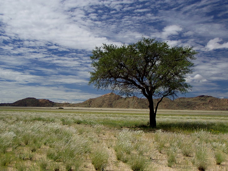 Namibia, Afrika, träd, moln, resor, Sky, landskap