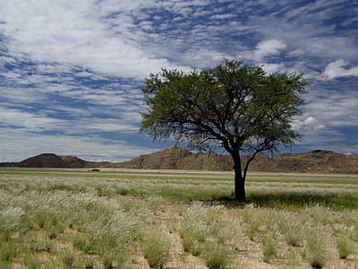 Namibie, Afrika, strom, mraky, cestování, obloha, krajina