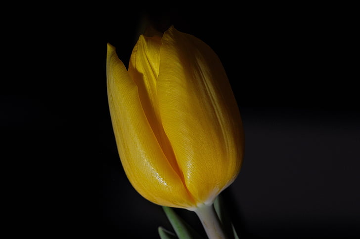 Tulip, flor, planta, flor, floración, cerrado, amarillo