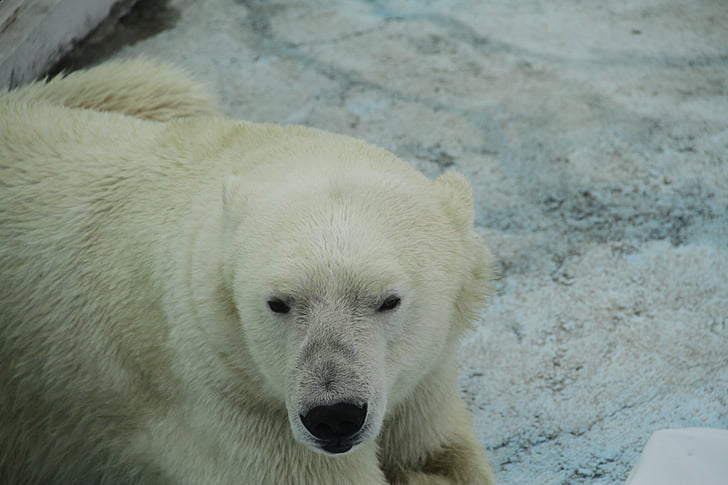 White bear, Björn, Zoo