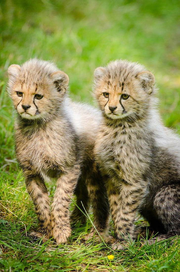 Cheetah, anaknya, dua, bersama-sama, kucing besar, Afrika, liar