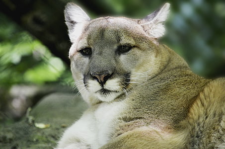 Puma, λιοντάρι του βουνού, αρπακτικό, επικίνδυνες, μεγάλη γάτα