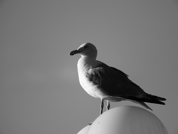 the seagull, black and white, bird