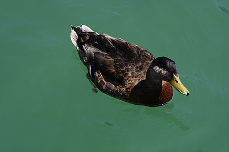 duck, bird, water bird, nature, close, lake constance