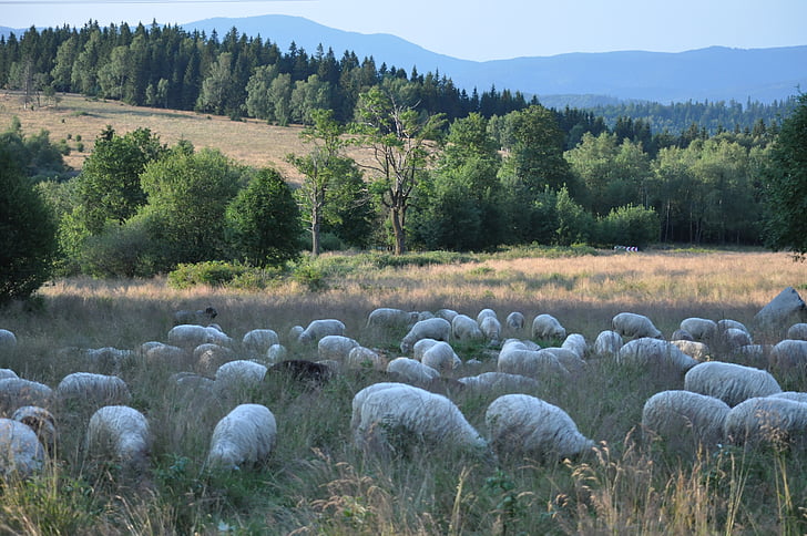 Rams, Schafe, Tiere, Landschaft