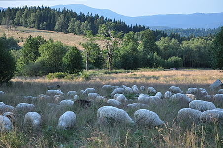 béliers, moutons, animaux, paysage