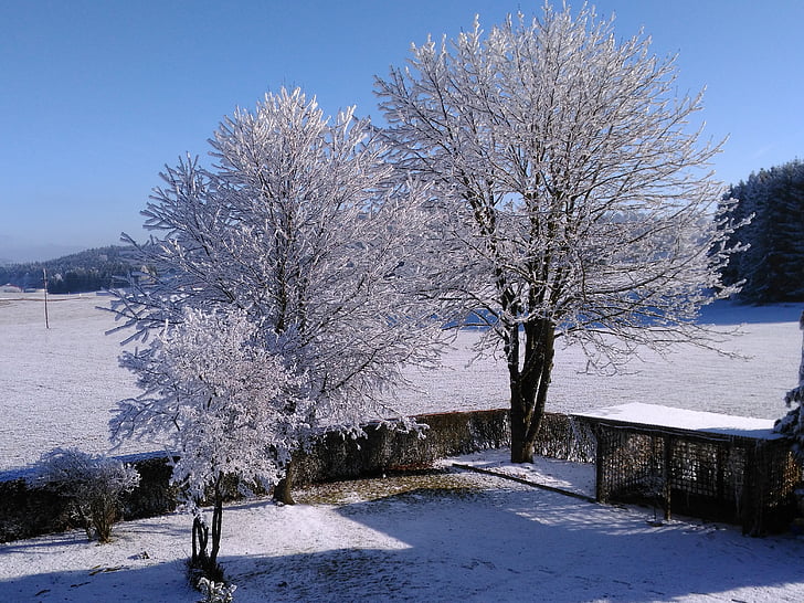 Zima, inje, studen, stabla, snijeg, Mraz, priroda